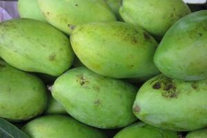 Thu hàng triệu từ cơn sốt xoài keo