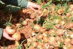 Một hecta hành tây lãi trên nửa tỷ đồng