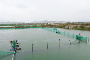 Cứu ốc hương