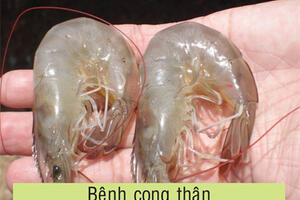 Bệnh đục cơ, cong thân trên tôm thẻ