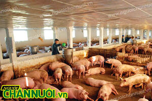 Chăn nuôi bứt phá 6 tháng đầu năm