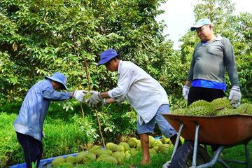 Giá đầu vụ xuống thấp, nông dân trồng sầu riêng thấp thỏm