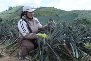 Dứa Cư Pui: Xây dựng thương hiệu, mở rộng thị trường