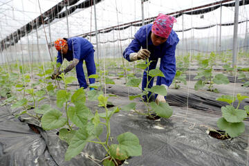 Chuyển đổi số: Đòn bẩy nâng cao giá trị nông sản, cải thiện thu nhập