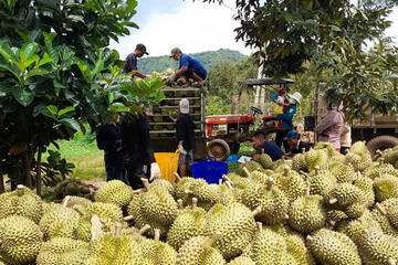 Xuất khẩu nông sản sang Trung Quốc: Nắm vững Lệnh 280 để tránh rủi ro