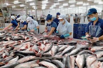 Xuất khẩu cá tra cuối năm: Cơ hội lớn từ CPTPP và Trung Đông