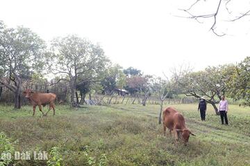 Ea Rốk nỗ lực hỗ trợ sinh kế cho hộ nghèo