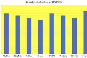 Giá heo hơi hôm nay 12/12/2025: Tăng đồng loạt, lập đỉnh mới