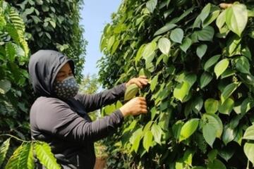 Giá tiêu hôm nay 16/12/2025: Tiếp tục giảm mạnh