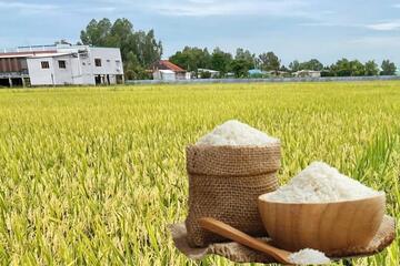 Giá lúa gạo hôm nay ngày 26/12: Gạo xuất khẩu tăng, lúa tươi giữ giá