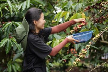 Giá cà phê hôm nay 30/12/2025: Quay đầu giảm mạnh