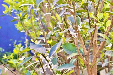 Đà Nẵng: Quất cảnh Hội An Tây nhộn nhịp chuẩn bị vụ Tết