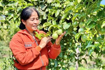 Gia Lai: Xuất khẩu bứt phá, nông sản tiếp tục giữ vai trò 'trụ đỡ'