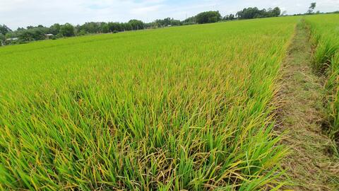 Ninh Điền: Nhiều diện tích lúa bị vàng lá, khô lá bất thường  