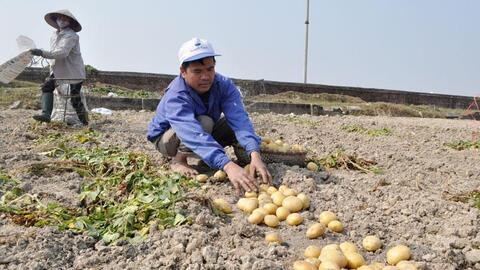 Bắc Ninh: 19 sản phẩm nông nghiệp và làng nghề được bảo hộ sở hữu trí tuệ