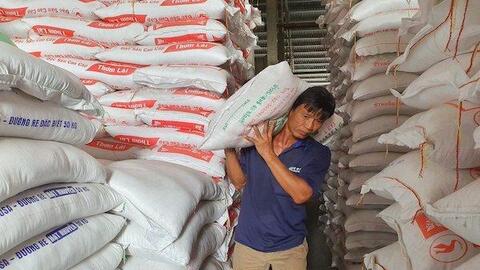 Giá chào gạo Việt Nam thấp hơn Thái Lan, tiệm cận Ấn Độ