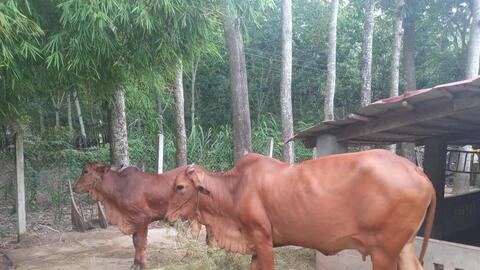 Huyện Gò Dầu có gần 260 con trâu, bò bị bệnh viêm da nổi cục 