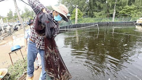 Nghệ An: Tiêu thụ thủy sản giảm mạnh vì dịch Covid-19