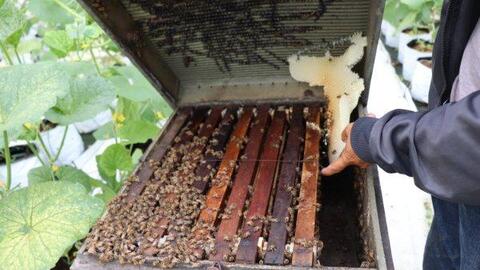 Hỗ trợ người nuôi ong mật được cách ly tại trại nuôi ong 