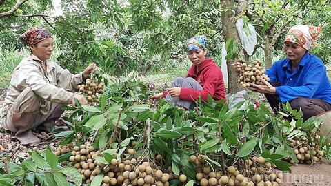 Thêm nhiều cơ hội xuất khẩu trái cây Việt