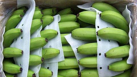 Nhật Bản tăng nhập khẩu chuối từ thị trường Việt Nam