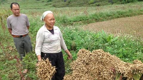 Nông dân Hà Quảng chuyển đổi cây trồng mang lại hiệu quả kinh tế cao