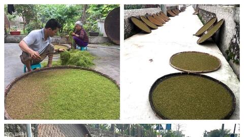 Hướng mới cho cây thuốc lào trên đất Nghệ An