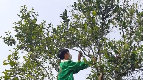 Nữ 8x đưa Trà Núi Ngọc sang “trời Tây”