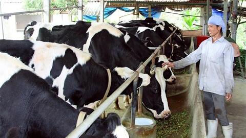 Chế phẩm vi sinh giảm phát thải, tăng hiệu quả chăn nuôi