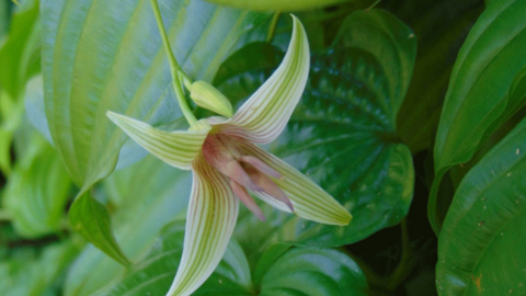 Đắk Lắk: Trồng thử nghiệm và sản xuất chế phẩm trị ho từ cây Bách bộ