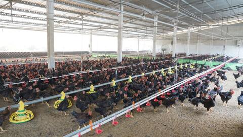 Chăn nuôi hữu cơ -Hướng chăn nuôi bền vững 