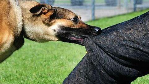 Bé 8 tuổi bị chó nhà cắn sau 5 tháng mới phát bệnh dại