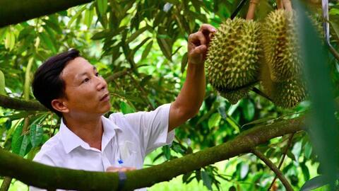 Khuyến cáo người dân không chặt cây để trồng mới sầu riêng