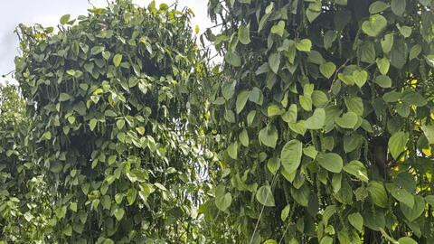 Giá tiêu hôm nay 30/6/2025: trong nước neo ngưỡng khá cao