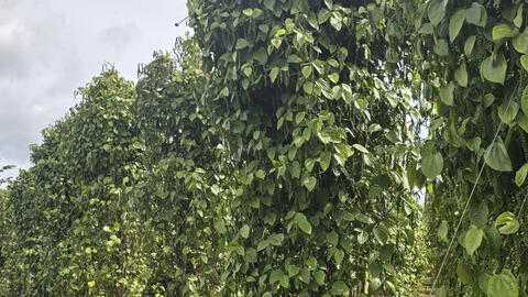 Giá tiêu hôm nay 1/7/2025: trong nước lấy lại đà tăng cao