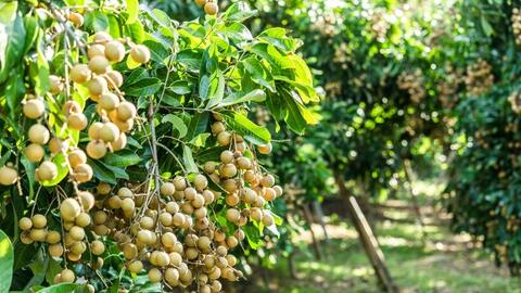 Nông sản Sơn La hướng tới sản xuất theo đơn đặt hàng