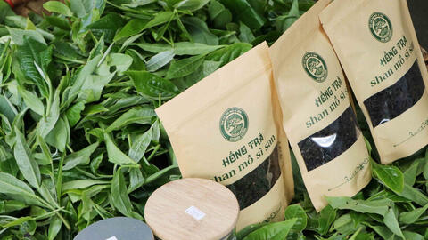 Lai Châu: Đồng bào Dao đỏ thoát nghèo nhờ chè Shan tuyết