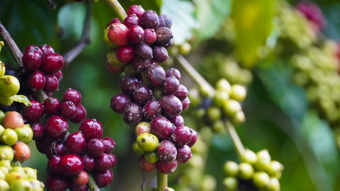 Giá cà phê Arabica tăng vọt 6%, lên mức 6.693 USD/tấn