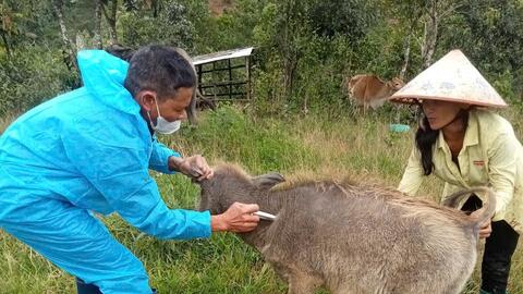 Phát hiện ổ dịch nghi lở mồm long móng tại xã biên giới