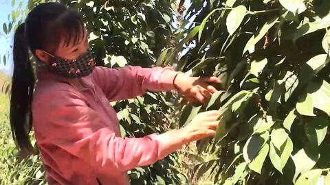 Giá tiêu hôm nay 1/8/2025: Thị trường trong nước phục hồi