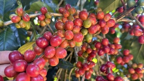 Giá cà phê Robusta bật tăng gần 3% đạt 3.421 USD/tấn