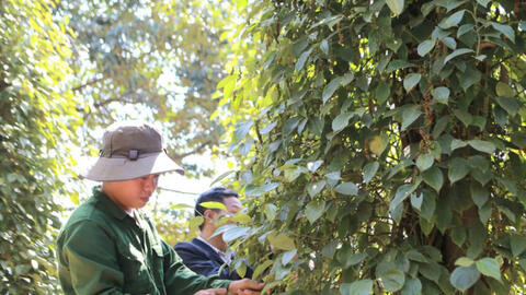 Giá tiêu hôm nay 18/8/2025: Trong nước đi ngang, thế giới giữ vững giá