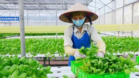 Hà Nội thúc đẩy nông nghiệp đa giá trị, hướng tới phát triển bền vững