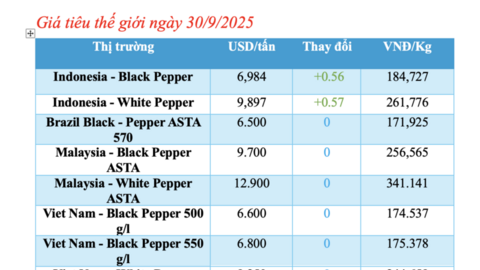 Giá tiêu hôm nay 30/9/2025: Duy trì ổn định
