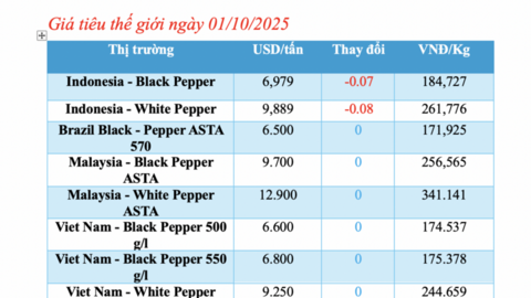 Giá tiêu hôm nay 01/10/1025: Giảm sâu đến 3.000 đồng/kg