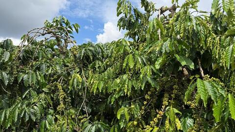 Giá cà phê hôm nay 13/10/2025: Thị trường đi ngang