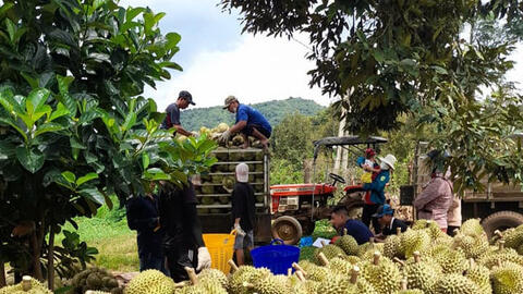 Xuất khẩu nông sản sang Trung Quốc: Nắm vững Lệnh 280 để tránh rủi ro