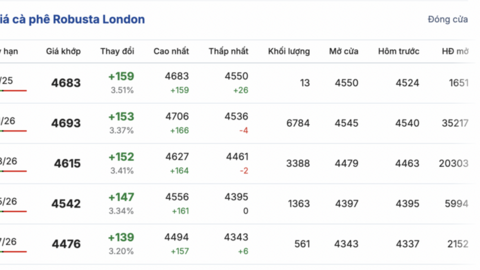 Giá cà phê hôm nay 4/11/2025: Cao nhất ở mức 117.000 đồng/kg