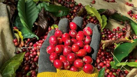 Hạt cà phê Việt và giấc mơ chinh phục thị trường Mỹ