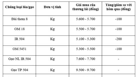Giá lúa gạo hôm nay ngày 6/11: Lúa tươi đồng loạt giảm